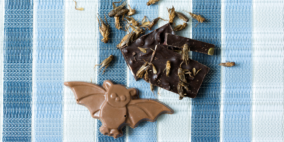 Creepy Crawly Chocolate Bark with roasted crickets